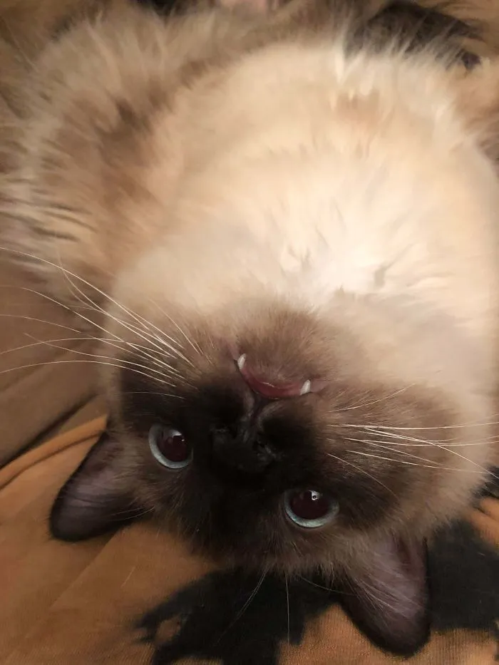 I Think I Adopted A Vampire