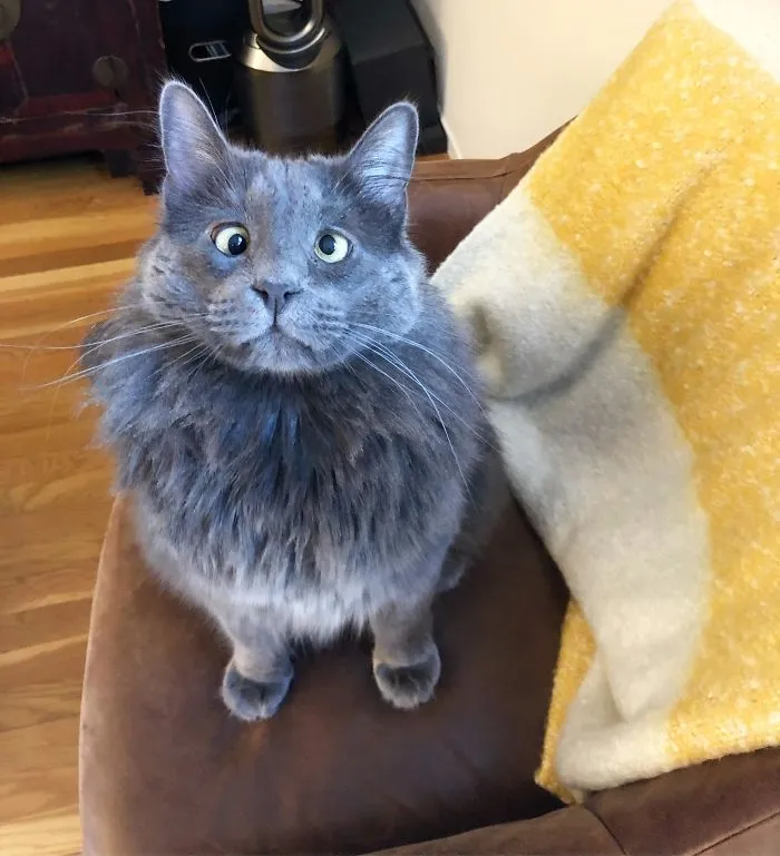 People Are Sharing How Their Pets Deal With Them Working From Home (40 Tweets)