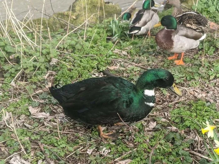 This Majestic Emerald Mallard