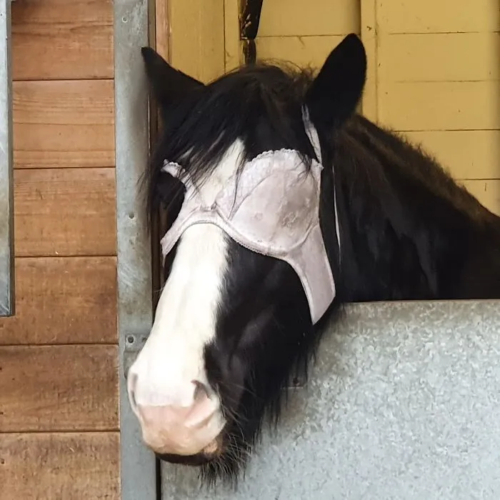 Sujetador viejo usado para proteger el ojo infectado de un caballo, pero también le permite ver