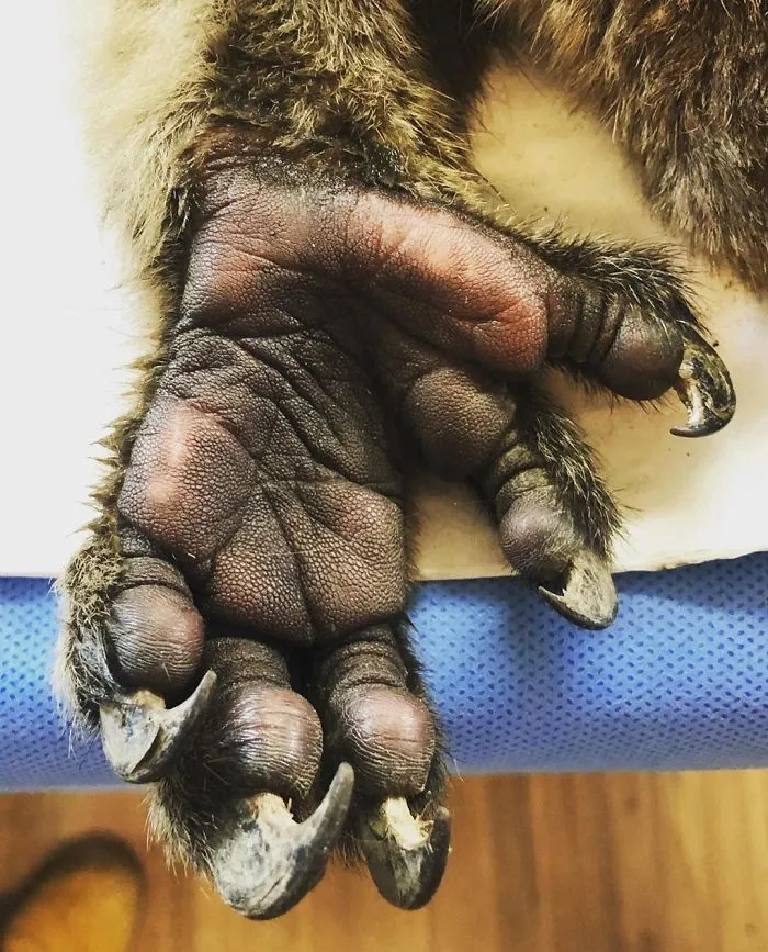 Close-up of a rare animal paw with sharp claws, revealing unseen details of its texture and structure.