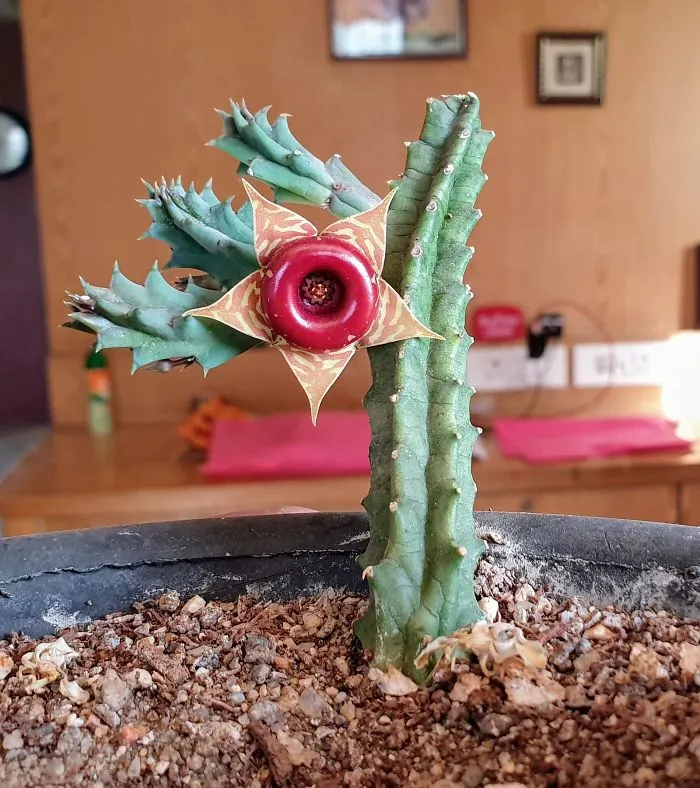 Rare photo of a unique cactus with a star-shaped flower in a home setting.