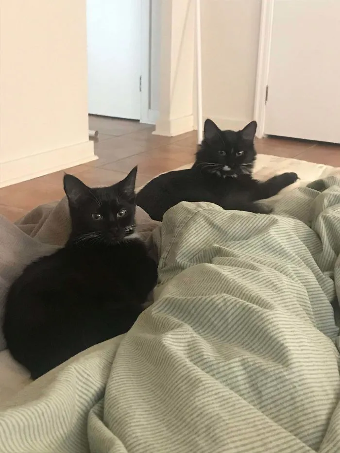 Adopted My “End Of The World” Team Yesterday. Shelters Are Struggling And I Was Lonely Anyway