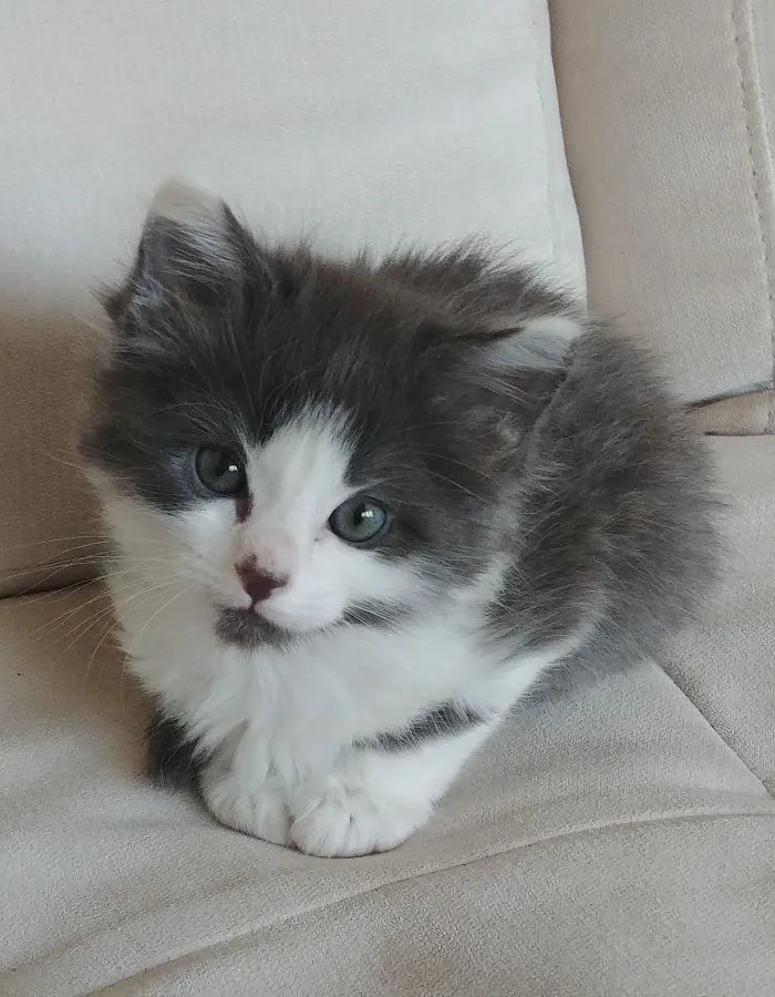 Adoptada la semana pasada, os manda besitos