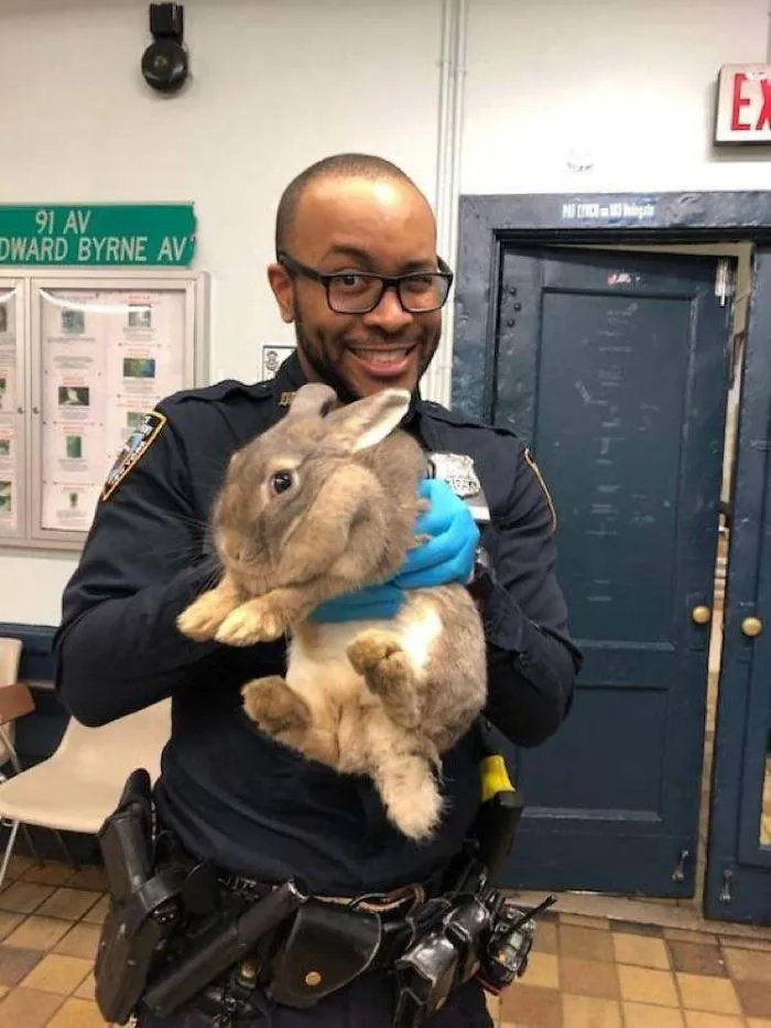 La policía de Nueva York ha rescatado a este enorme conejo