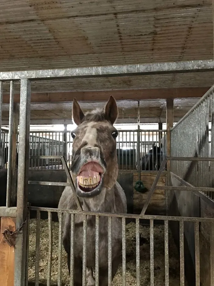 My Rescue Boy Strawberry Flashing His Beautiful (Don't Tell Him Otherwise) Camera Ready Smile