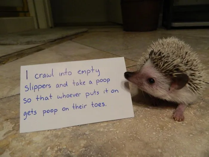 Sneaky Pooper