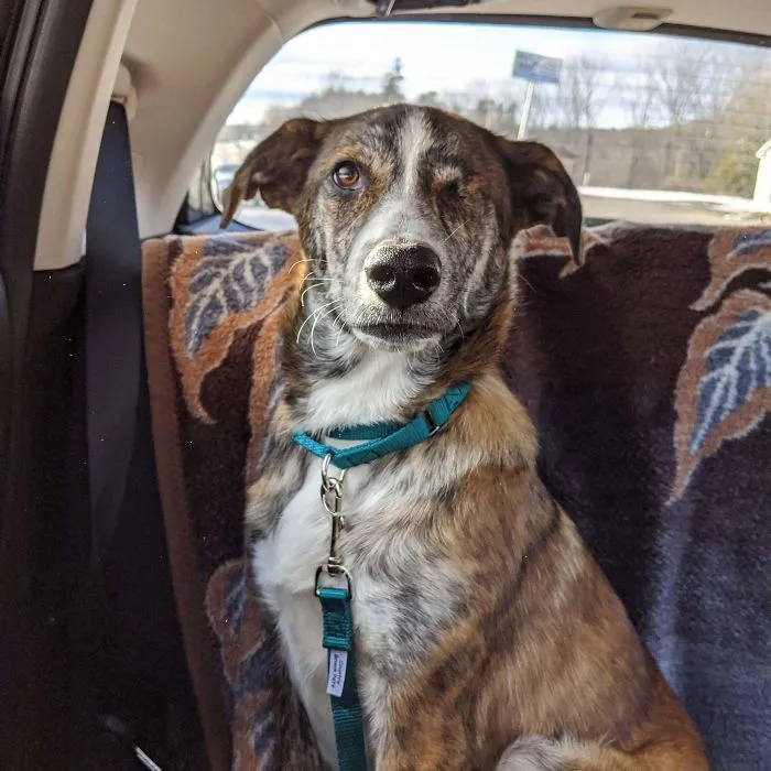 Just Adopted This Handsome Boy Yesterday