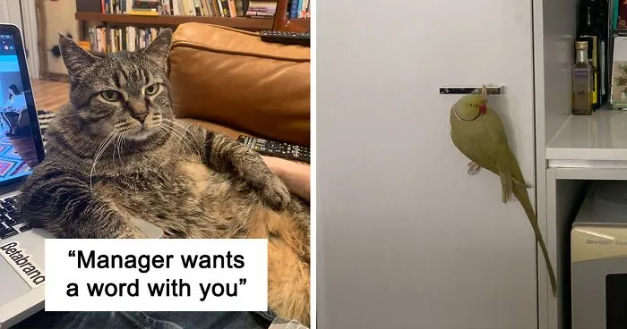30 Funny “Co-Worker” Pics From People Working From Home