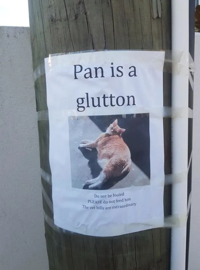 This Cat Being Publicly Fat-Shamed