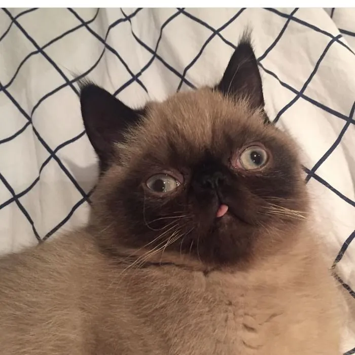 Este es Ikiru, el gato con la lengua fuera que ha conquistado internet (30 fotos)