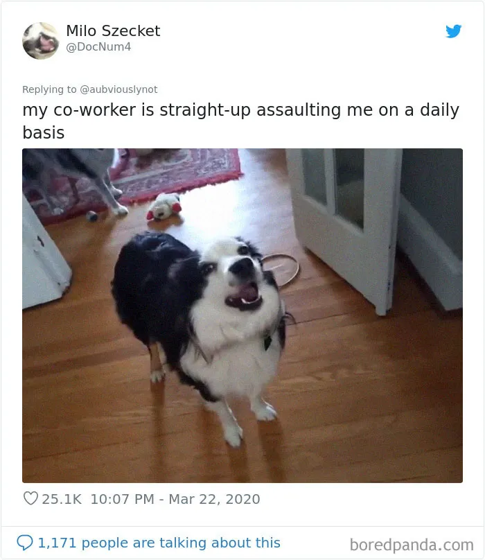 30 Funny "Co-Worker" Updates From People Working From Home