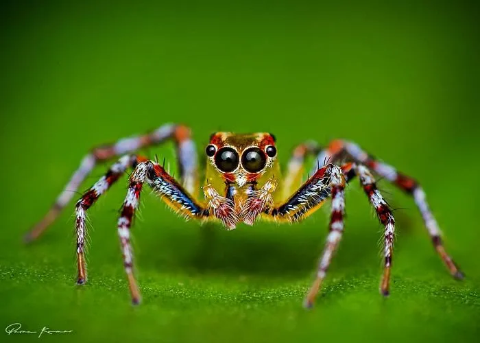Indian Photographer Captures Colorful Spiders And Other Cute Critters In His Stunning Photographs (71 Pics)