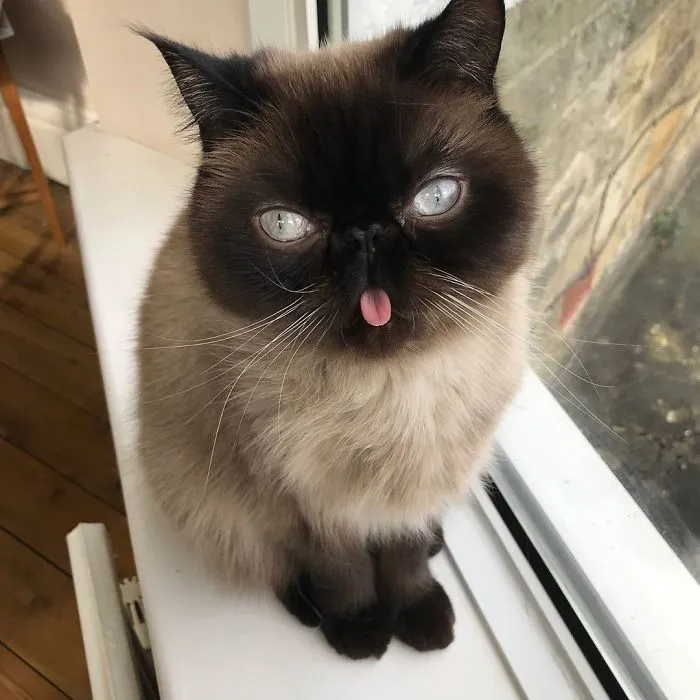 Este es Ikiru, el gato con la lengua fuera que ha conquistado internet (30 fotos)