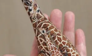 Japanese Artist Brings Stones To Life By Turning Them Into Animals That Fit In The Palm Of Your Hand (30 New Pics)