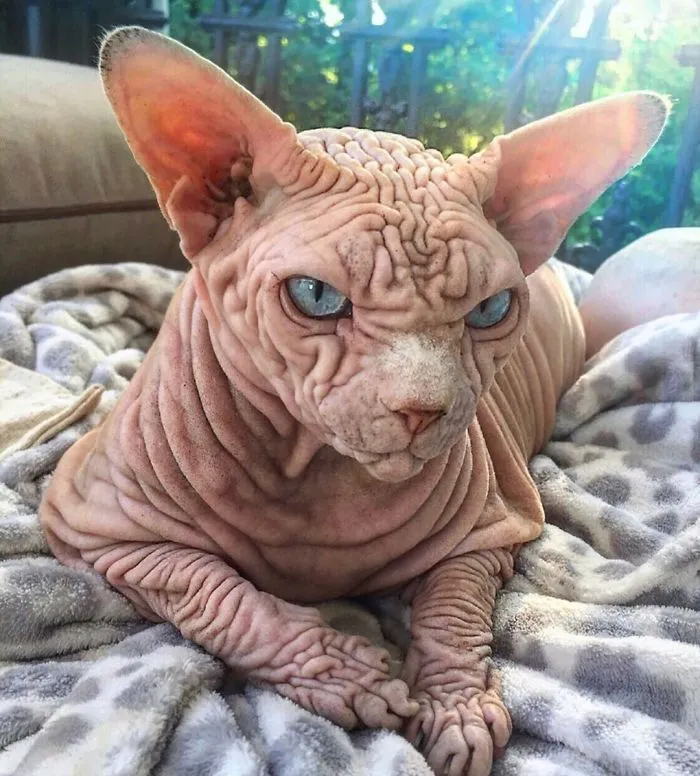 This Extra-Wrinkly Evil-Looking Cat Is Actually Very Lovely (30 Pics)