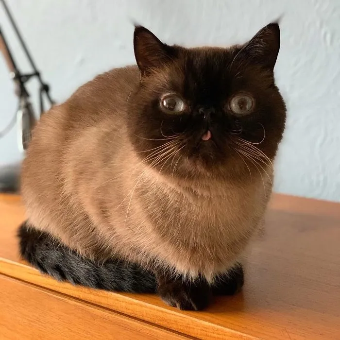 Meet Ikiru, The King Of Bleps Who Is Taking The Internet By Storm (30 Pics)