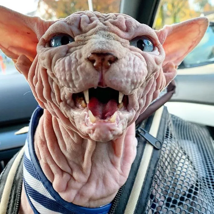 This Extra-Wrinkly Evil-Looking Cat Is Actually Very Lovely (30 Pics)