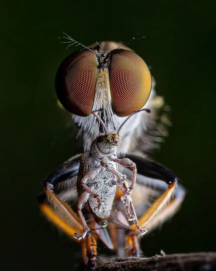 Indian Photographer Captures Colorful Spiders And Other Cute Critters In His Stunning Photographs (71 Pics)