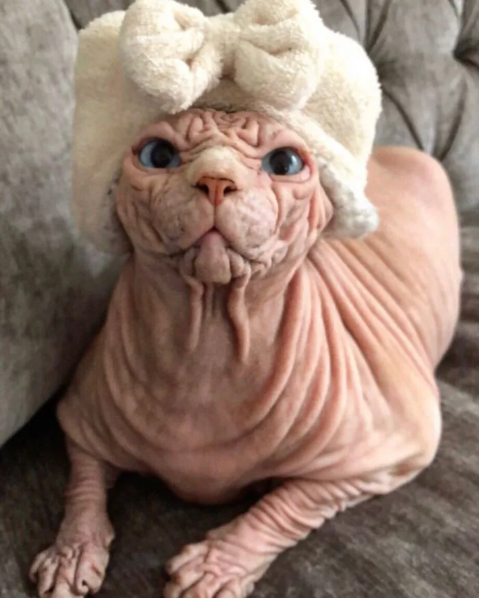 This Extra-Wrinkly Evil-Looking Cat Is Actually Very Lovely (30 Pics)
