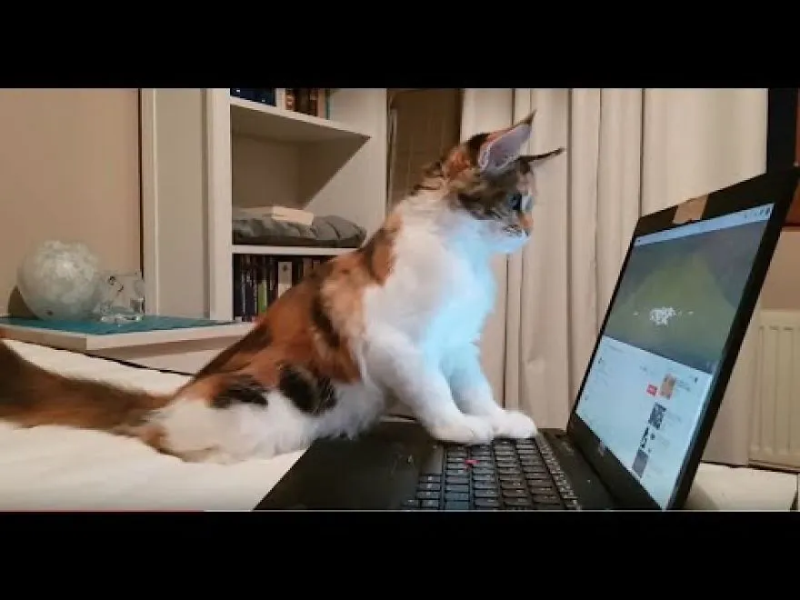 I Want To Show You How Our Maine Coon Became A Real Explorer Cat.