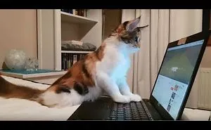 I Want To Show You How Our Maine Coon Became A Real Explorer Cat.