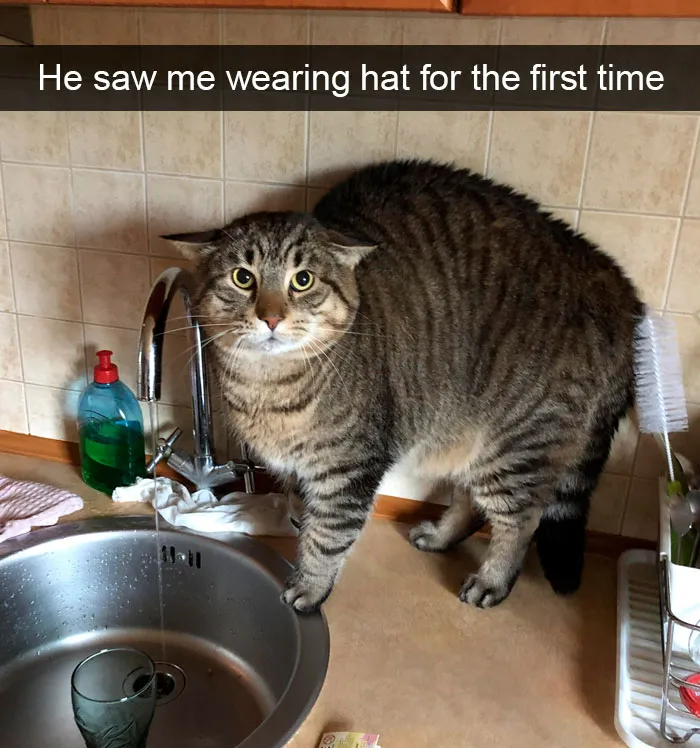 35 Hilarious Cat Snapchats That Will Put A Smile On Your Face (New Pics)
