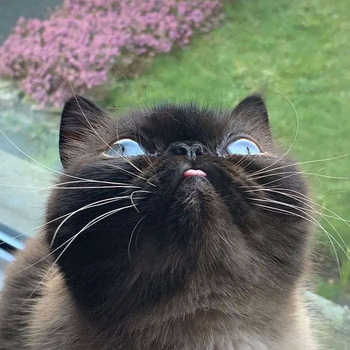 Este es Ikiru, el gato con la lengua fuera que ha conquistado internet (30 fotos)