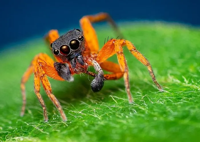 Indian Photographer Captures Colorful Spiders And Other Cute Critters In His Stunning Photographs (71 Pics)