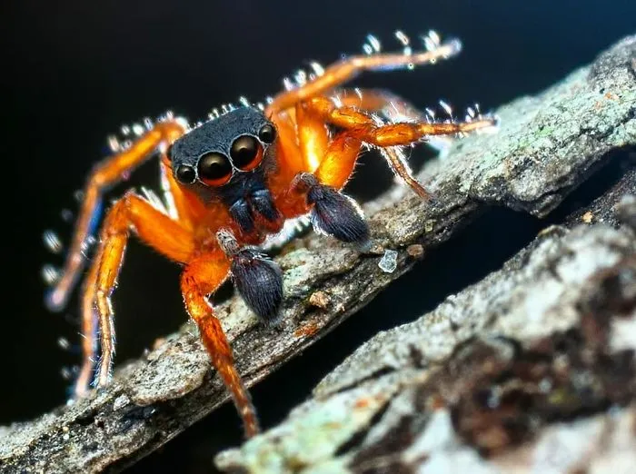 Indian Photographer Captures Colorful Spiders And Other Cute Critters In His Stunning Photographs (71 Pics)