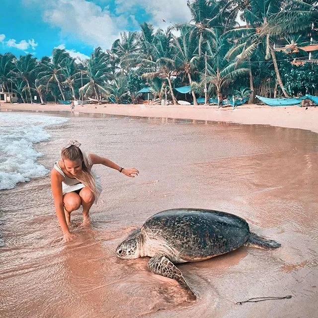 Sea Turtle Hatchery & Rescue Centre - Hikkaduwa, Srilanka.