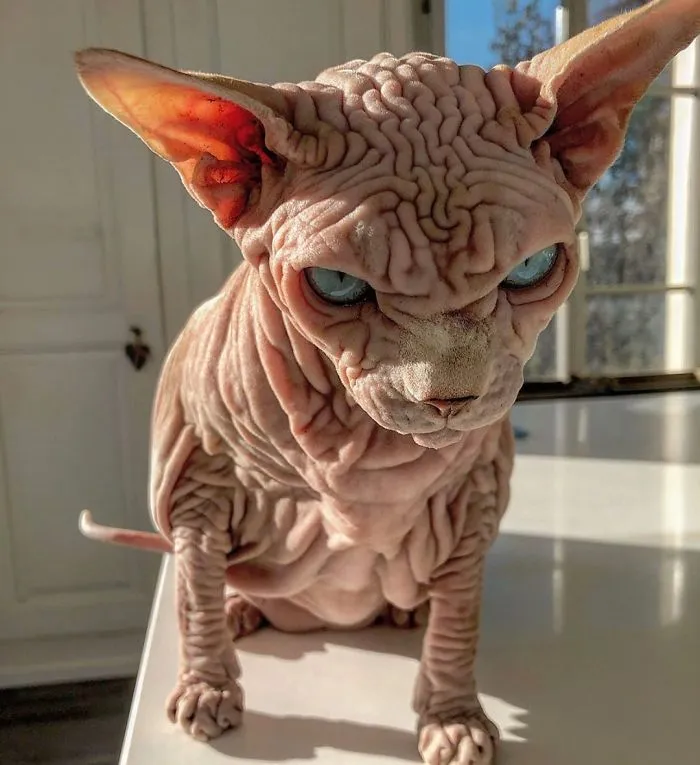 This Extra-Wrinkly Evil-Looking Cat Is Actually Very Lovely (30 Pics)