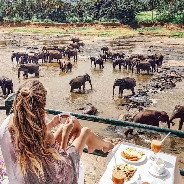 Elephant Orphanage - Pinnawala