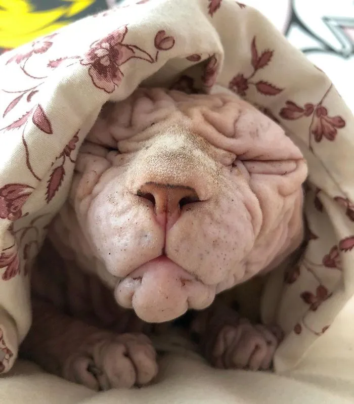 This Extra-Wrinkly Evil-Looking Cat Is Actually Very Lovely (30 Pics)