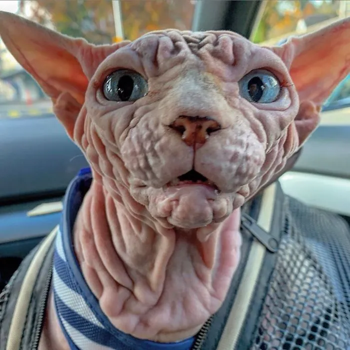 This Extra-Wrinkly Evil-Looking Cat Is Actually Very Lovely (30 Pics)