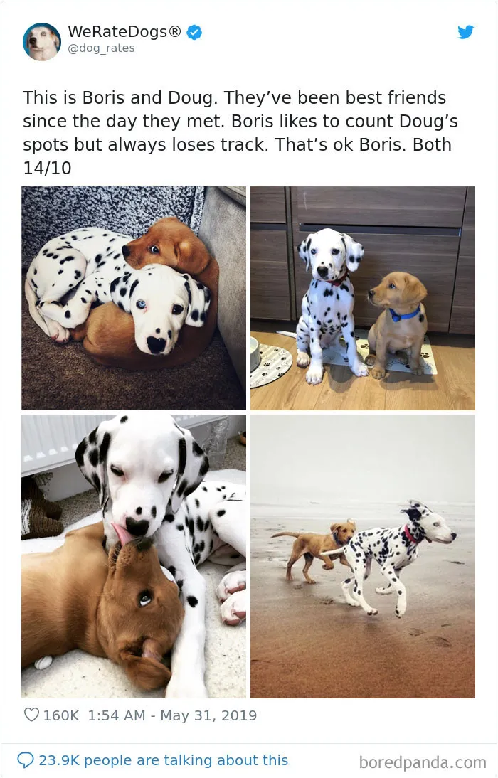 30 Times People Asked To Rate Their Dogs And Got Hilariously Wholesome Results