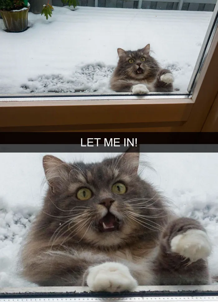 35 Hilarious Cat Snapchats That Will Put A Smile On Your Face (New Pics)
