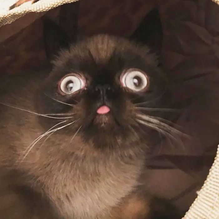Meet Ikiru, The King Of Bleps Who Is Taking The Internet By Storm (30 Pics)