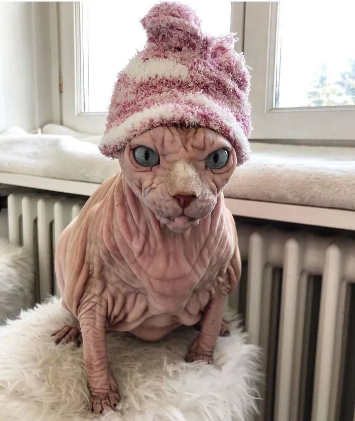 This Extra-Wrinkly Evil-Looking Cat Is Actually Very Lovely (30 Pics)