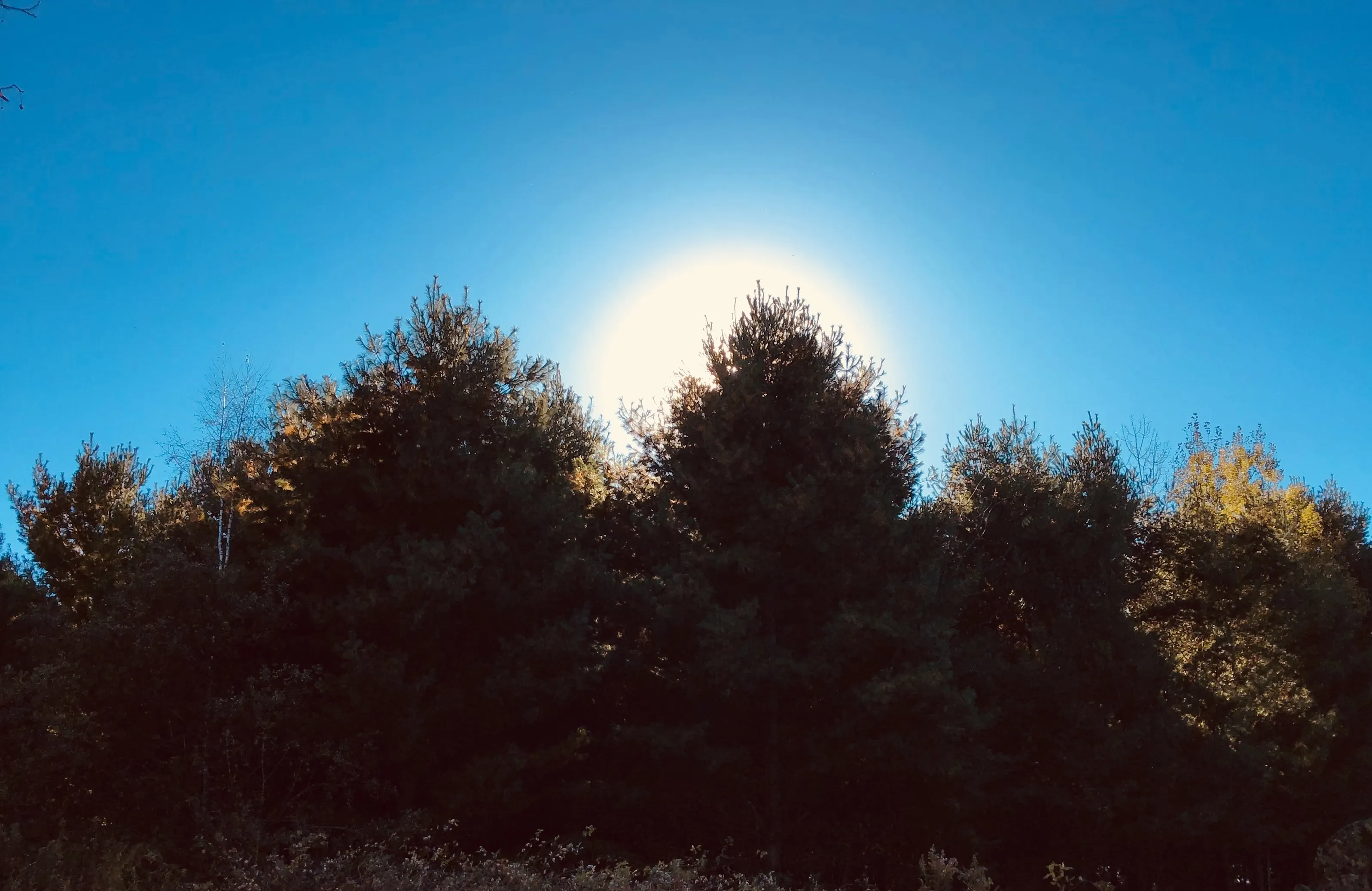 A Walk Through Nature