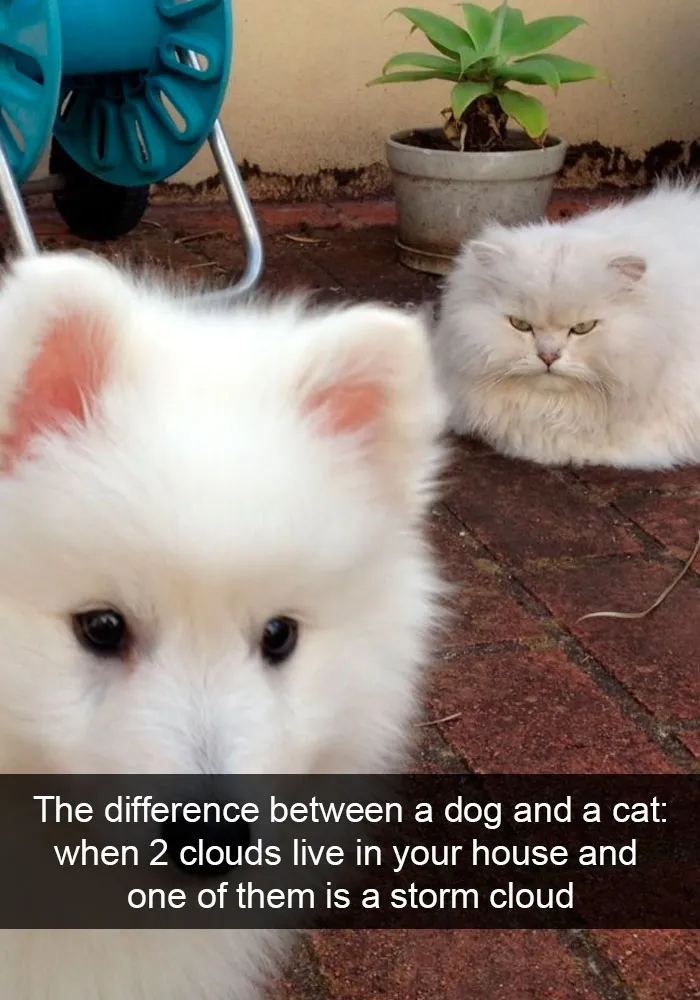 35 Hilarious Cat Snapchats That Will Put A Smile On Your Face (New Pics)