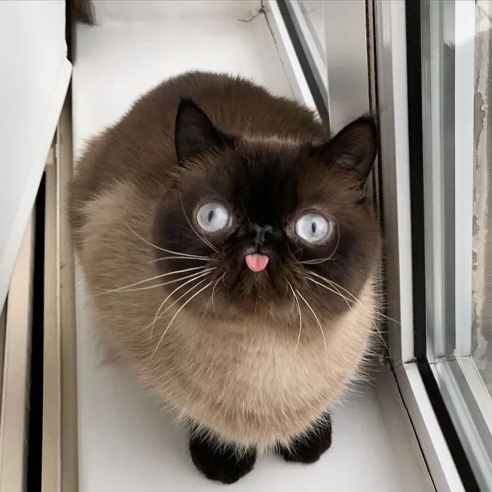 Este es Ikiru, el gato con la lengua fuera que ha conquistado internet (30 fotos)