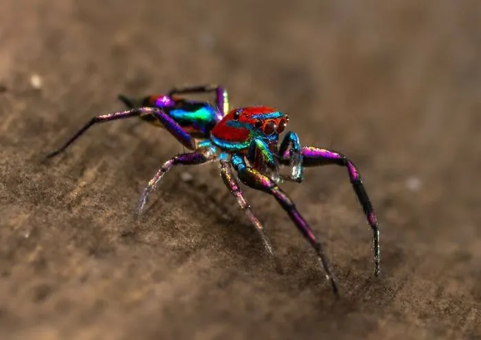 Indian Photographer Captures Colorful Spiders And Other Cute Critters In His Stunning Photographs (71 Pics)
