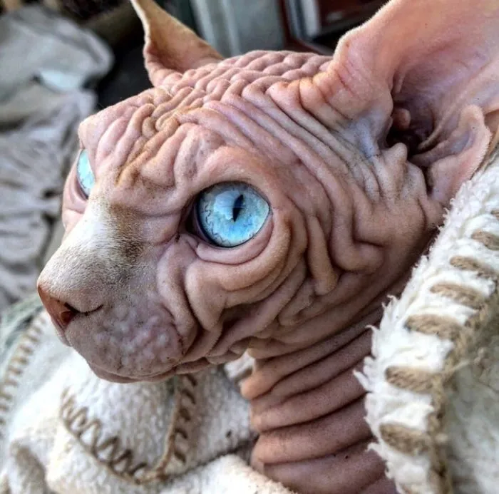 This Extra-Wrinkly Evil-Looking Cat Is Actually Very Lovely (30 Pics)