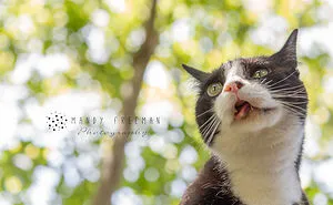 These Rescue Animals Are Perfectly Imperfect (10 Pics)