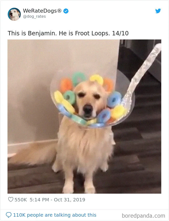 30 Times People Asked To Rate Their Dogs And Got Hilariously Wholesome Results