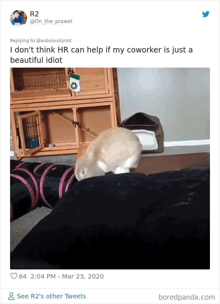30 Funny "Co-Worker" Updates From People Working From Home