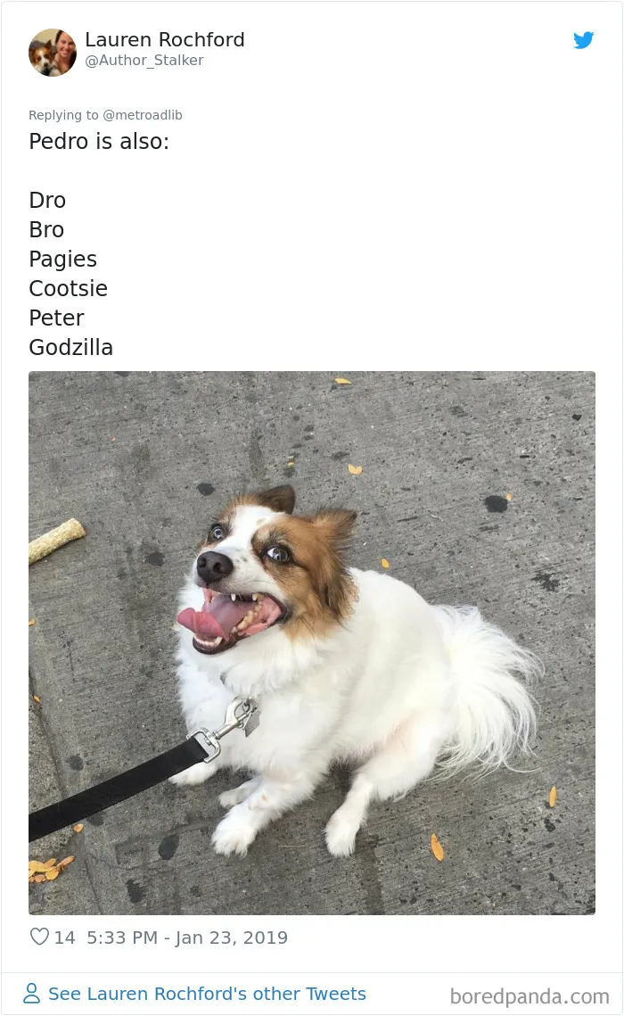 People Are Sharing The Hilarious Names They Now Call Their Pets Instead Of Their Original Ones (New Pics)