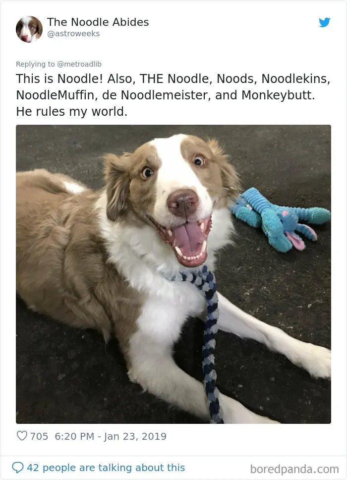 People Are Sharing The Hilarious Names They Now Call Their Pets Instead Of Their Original Ones (New Pics)
