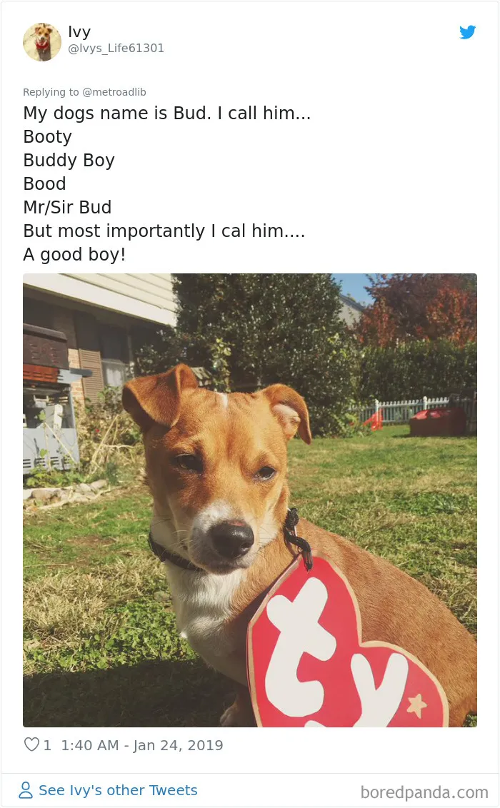 People Are Sharing The Hilarious Names They Now Call Their Pets Instead Of Their Original Ones (New Pics)